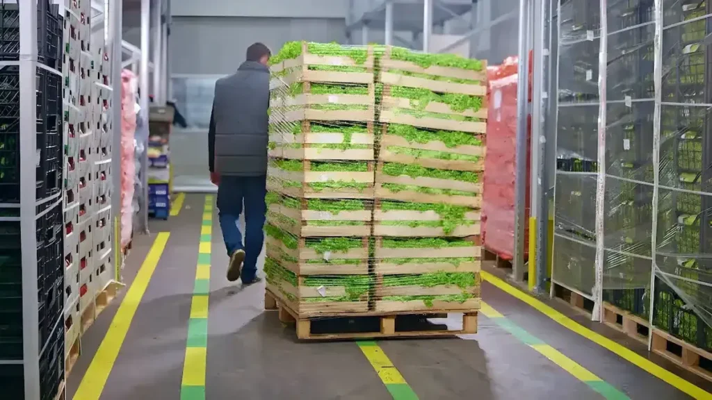 Ontdek de beste groente en fruitexportbedrijven in Egypte | منتجات مصرية عالية الجودة Exportstappen in het buitenland