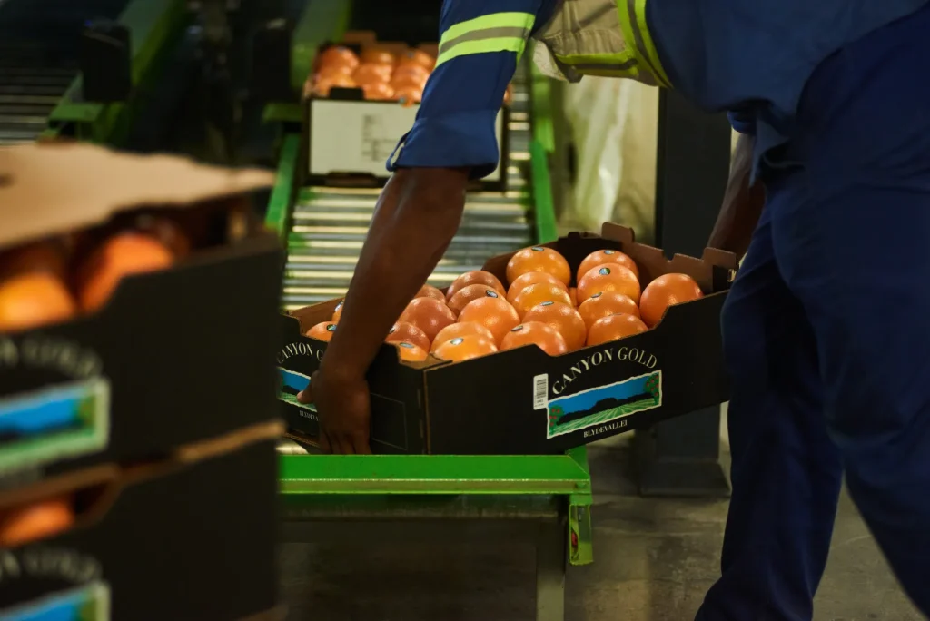 Ontdek de beste groente en fruitexportbedrijven in Egypte | منتجات مصرية عالية الجودة Fruit exporteren naar het buitenland