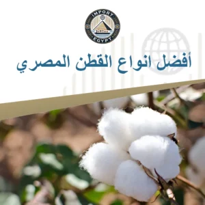القطن المصري
