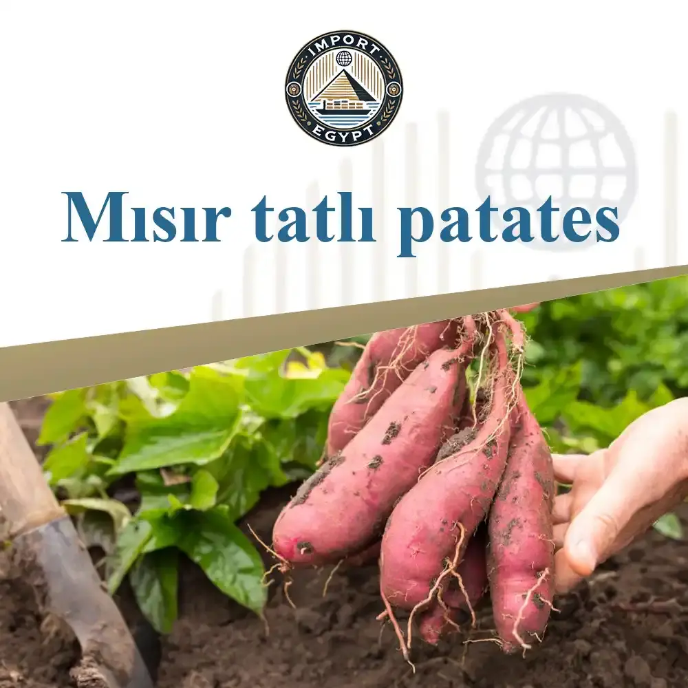Mısır tatlı patates