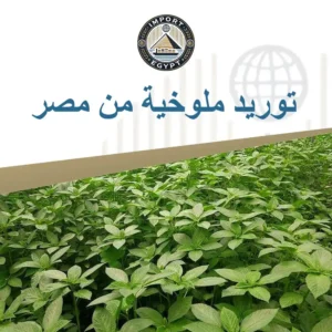 توريد ملوخية من مصر