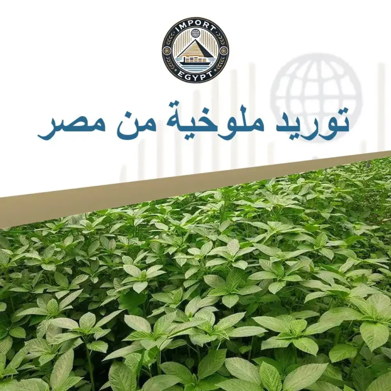 توريد ملوخية من مصر