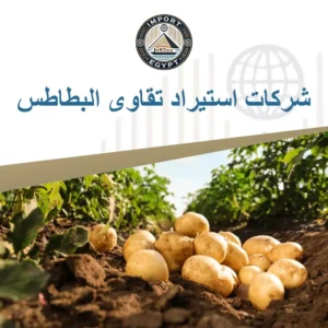 شركات استيراد تقاوي البطاطس