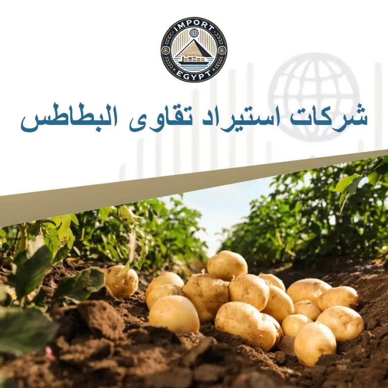 شركات استيراد تقاوي البطاطس