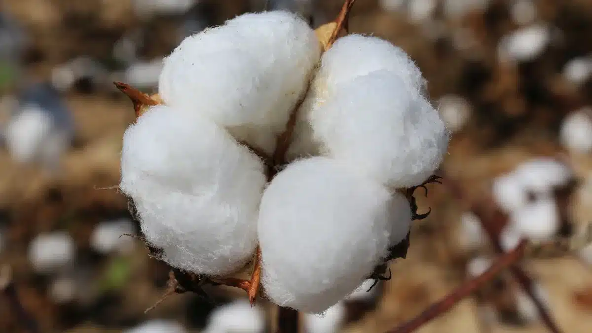 Egyptian cotton fiber: a buyer guide to samples, quality, and export preparation | منتجات مصرية عالية الجودة Real buyer review scene for cotton fiber samples