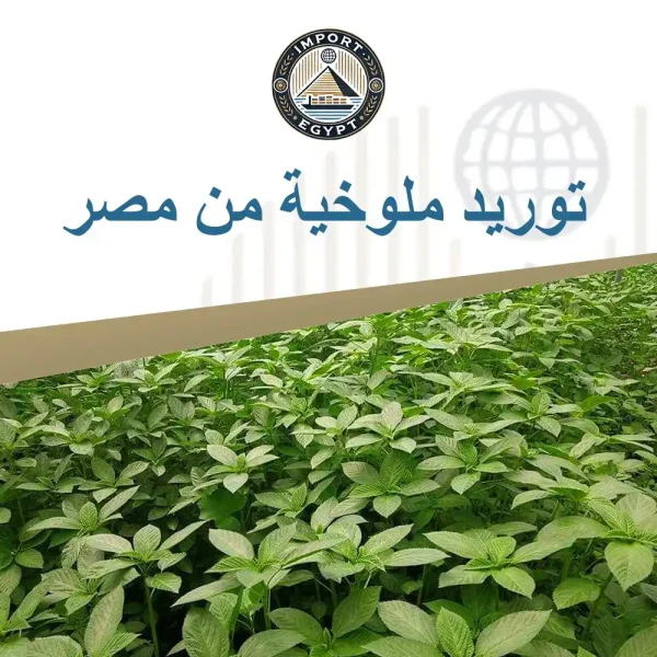 توريد ملوخية من مصر